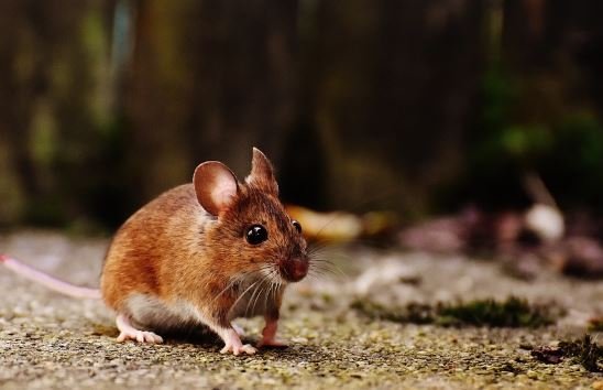 Foto: Pixabay - Rato no chão