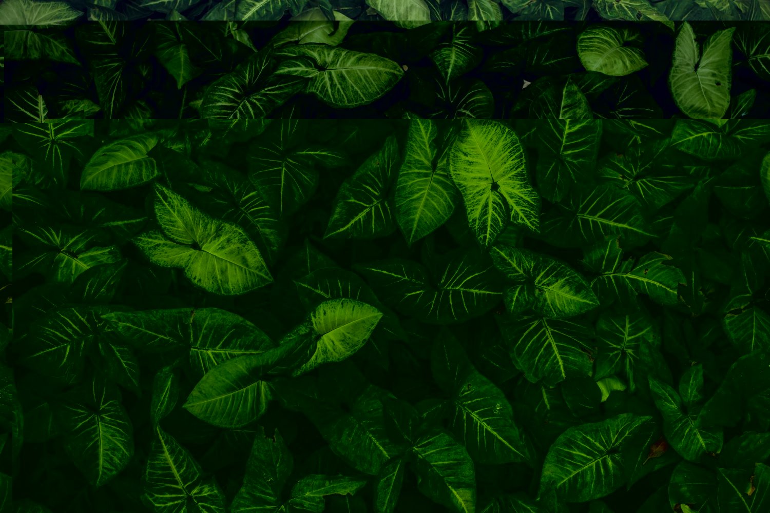 4 benefícios de usar bicarbonato nas plantas que você precisa conhecer