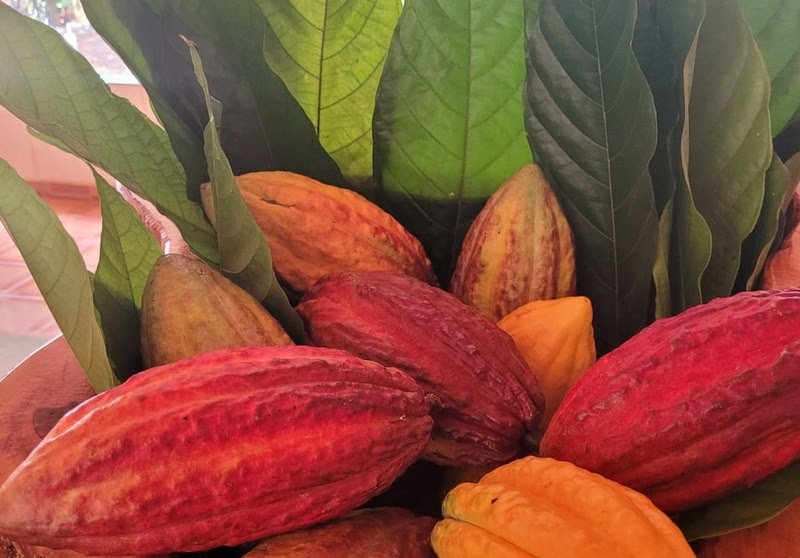 Imagem de cacaus vermelhos e amarelos