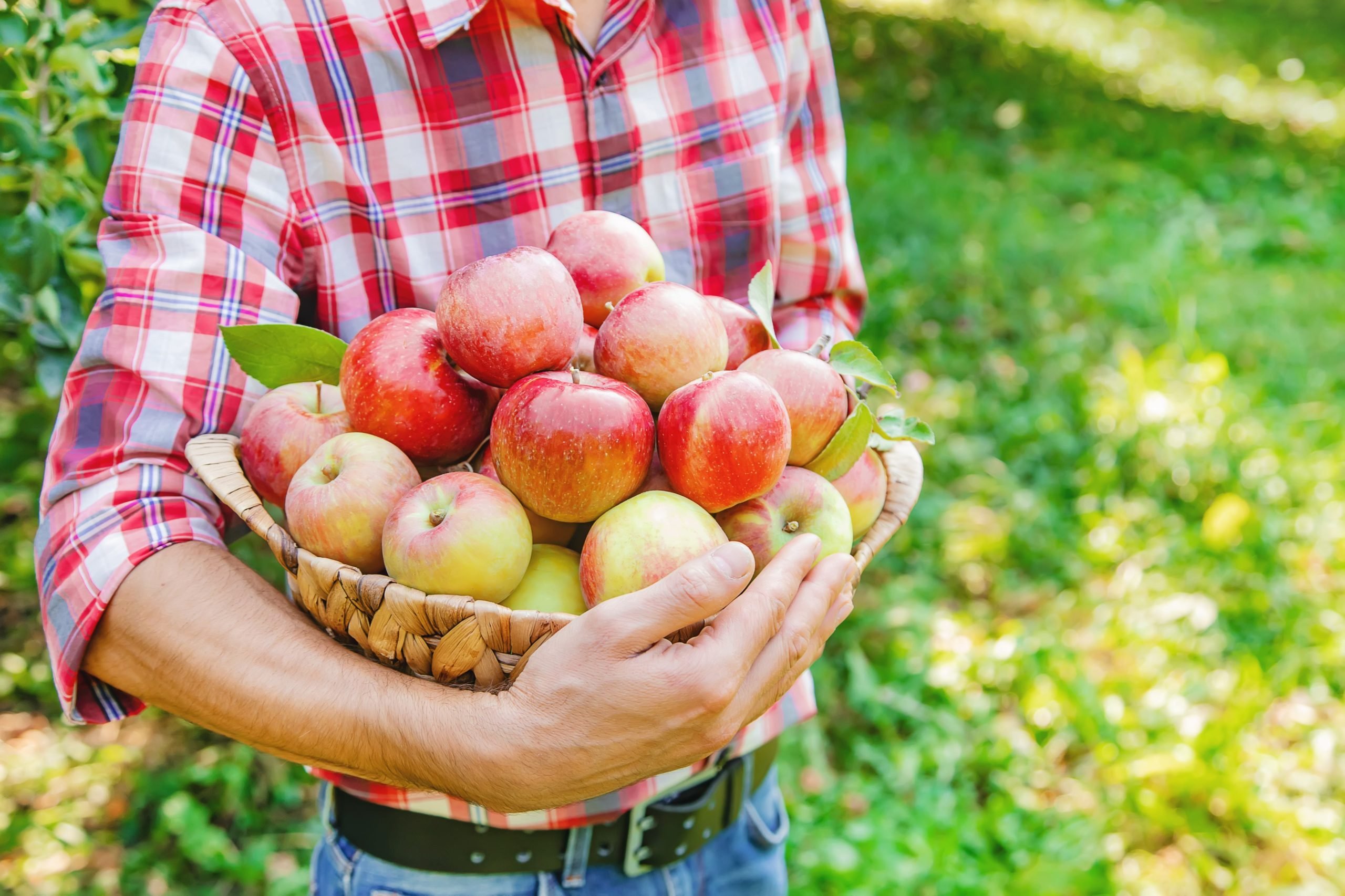Comprou maçã e ela estragou rápido? Veja 4 dicas para conservar a fruta por mais tempo