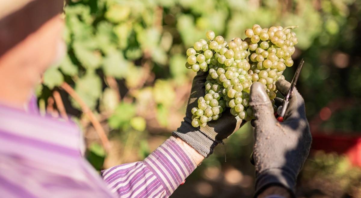 Cooperativa Vinícola Garibaldi fecha safra de uva com crescimento/ Divulgação - Cooperativa Vinícola Garibaldi fecha safra de uva com crescimento/ Divulgação