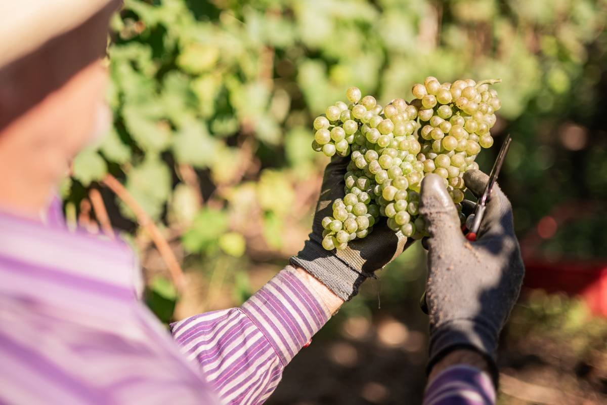 Cooperativa Vinícola Garibaldi fecha safra com alta produção e qualidade superior