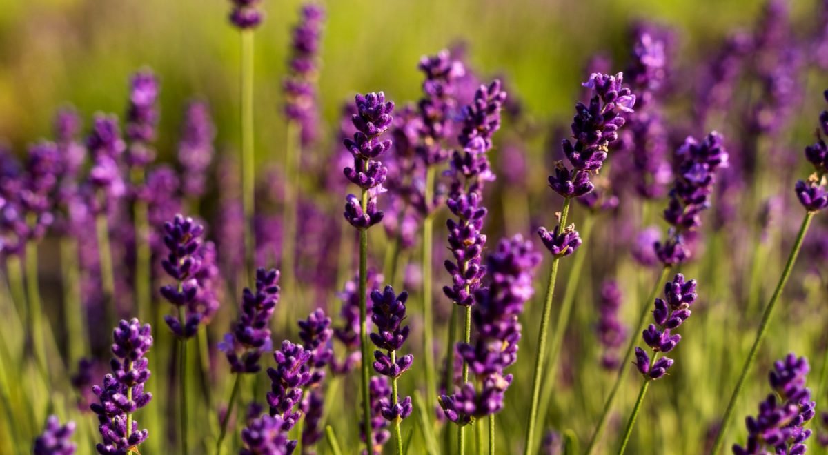 Lavanda/Freepik - Lavanda/Freepik
