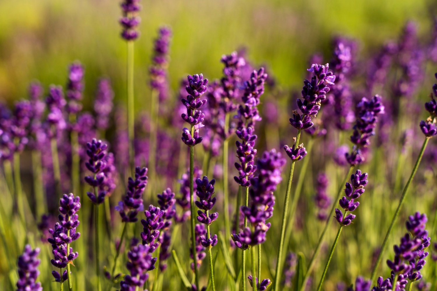 9 plantas que você pode realmente comer (e usar para cozinhar)